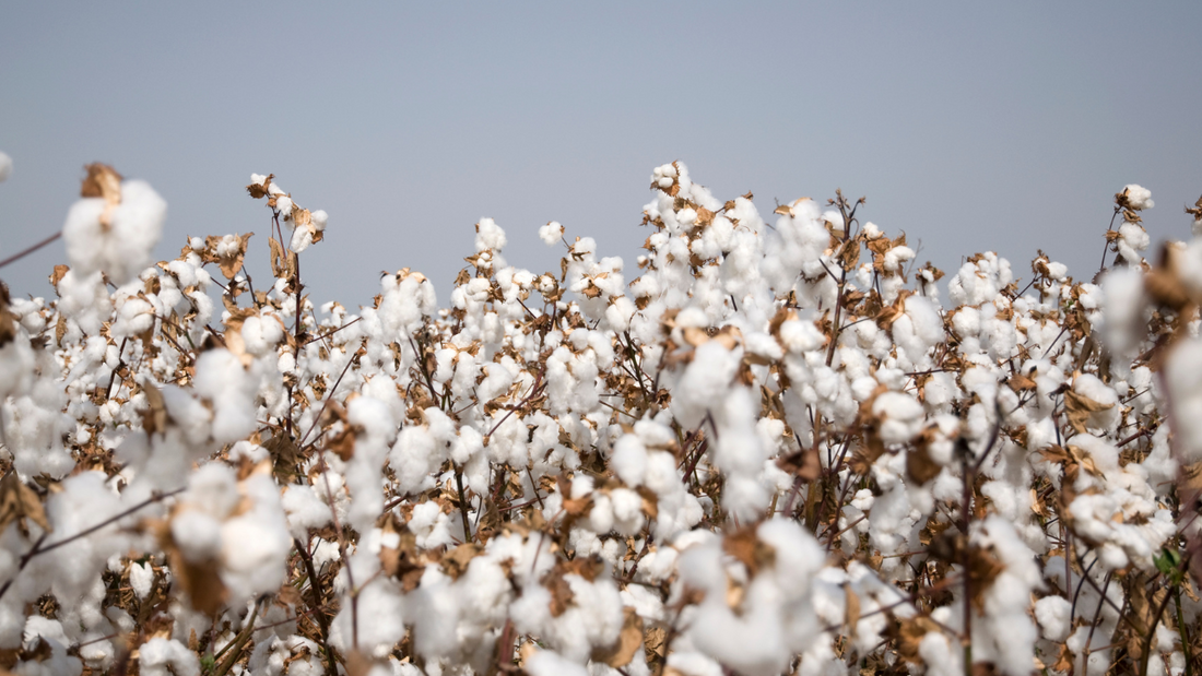 All About Egyptian Cotton Bed Linen: Benefits, Quality & Why It’s Worth It