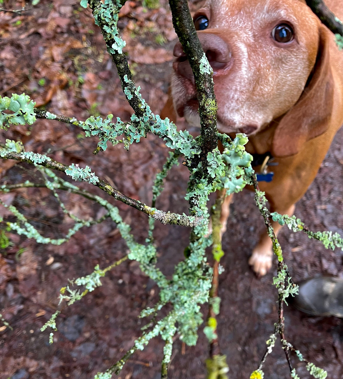 Finding Inspiration on a Wet January Walk